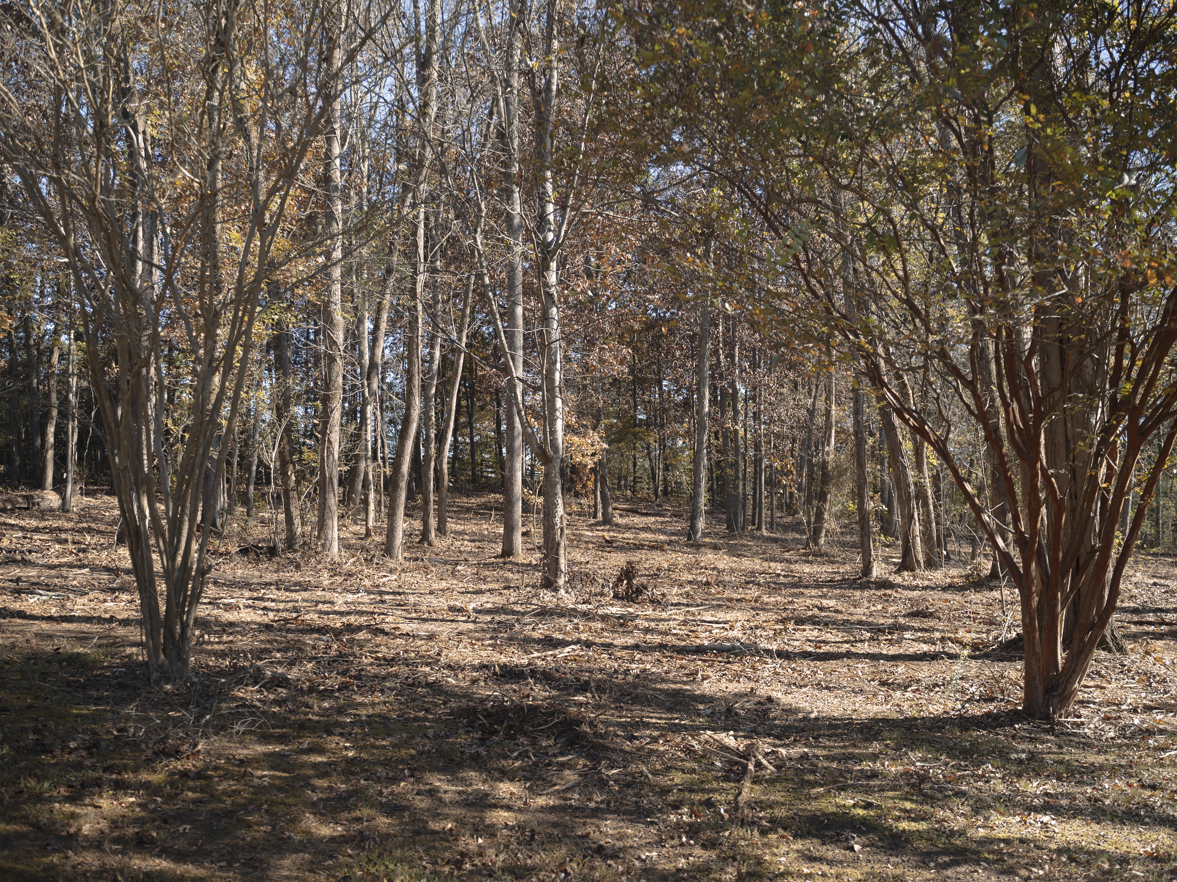 Overgrown lot being cleared in Chattanooga TN