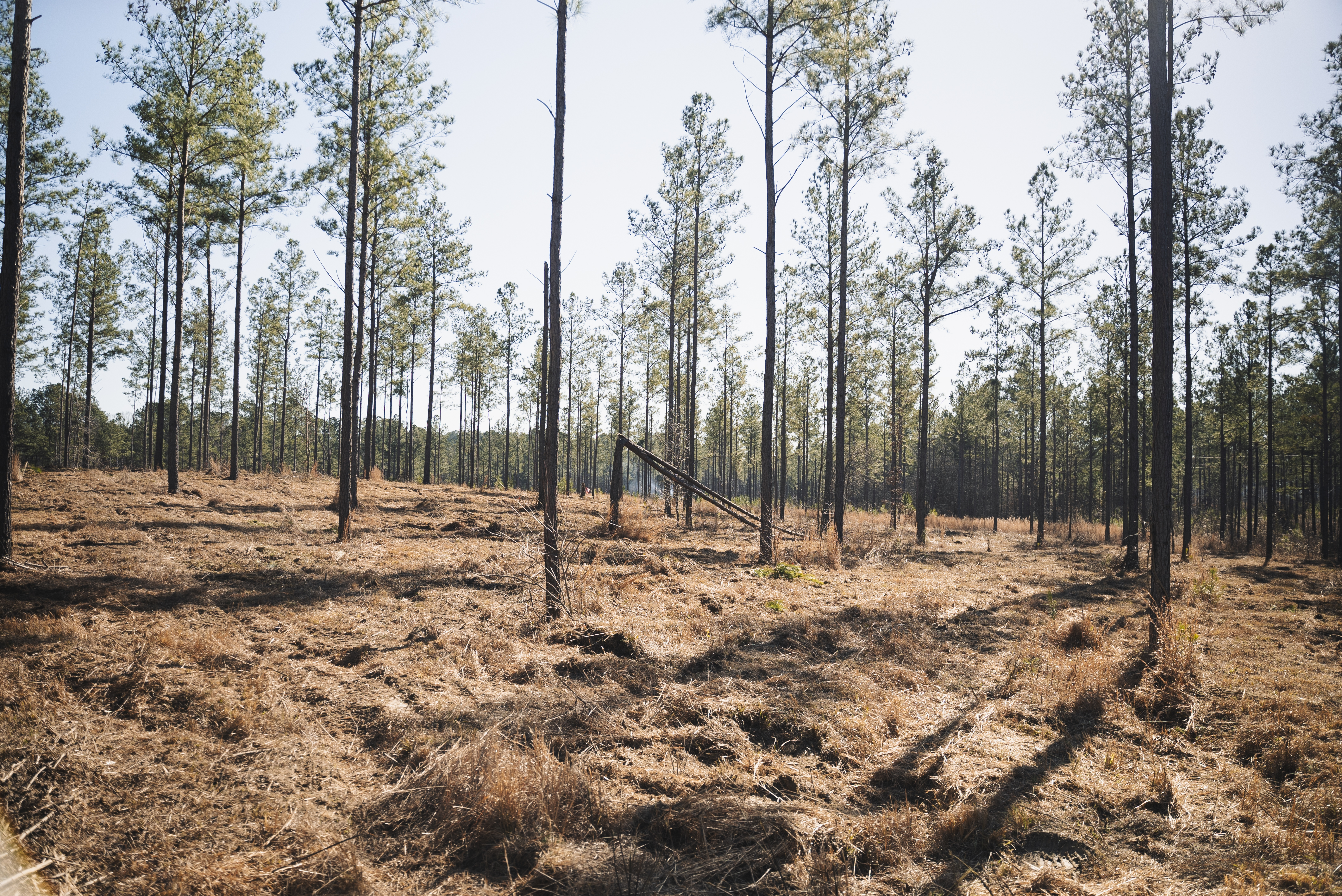 Land cleared and site prepped for building in Chattanooga TN